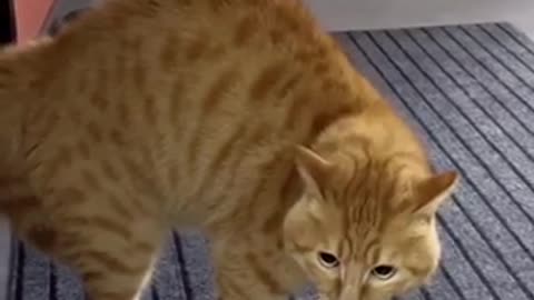 Beautiful cat 🐈‍⬛ trending video