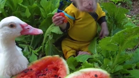 Duck and Monkey Eating Watermelon: A Cute and Funny Video
