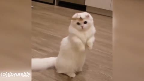 Playful Scottish Fold Munchkin Cat(part 86)