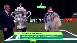 'Viking' the Australian Shepherd wins best in show at Crufts