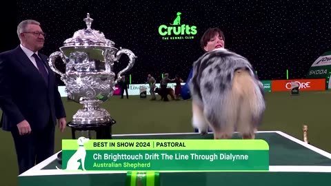 'Viking' the Australian Shepherd wins best in show at Crufts