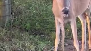 Deer eats snake