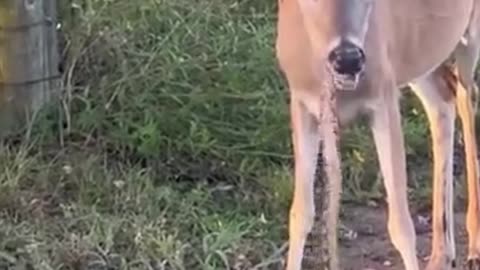 Deer eats snake