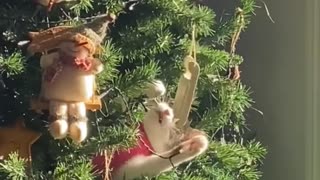 Cat Plays in Christmas Tree