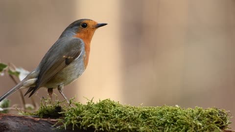 Robin bird catching eating a worm