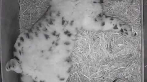 Newborn snow leopard Yu Bao is very timid, only