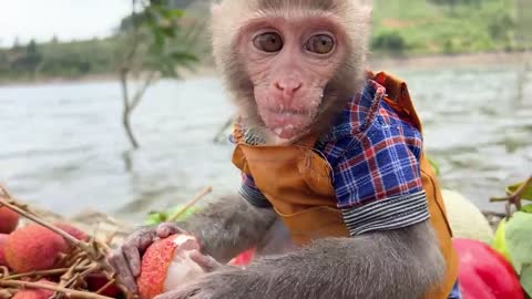 Bim Bim harvest watermelon to make juice for Baby monkey