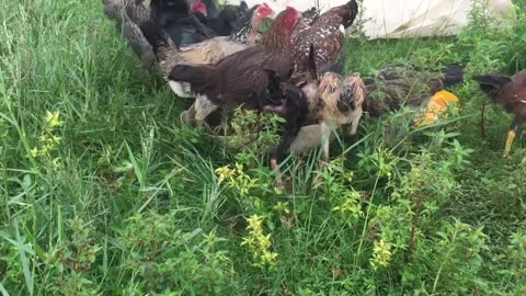 Hen Harvesting Eggs To Chicks So Cute