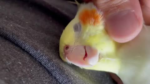 Cocktail bird owner gives him a light, wonderful and relaxing massage