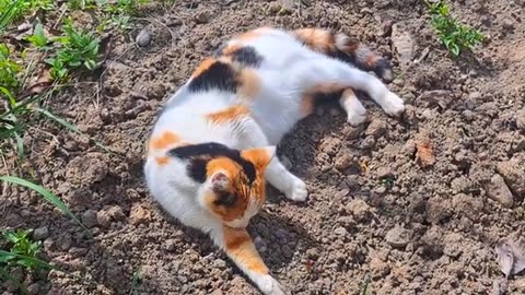 Cute pregnant cat resting