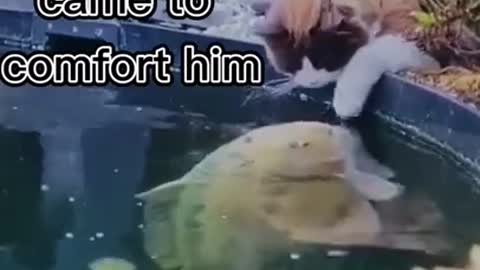 Cats are so funny, part 290 funny cat videos Imagine a cat kissing a fish