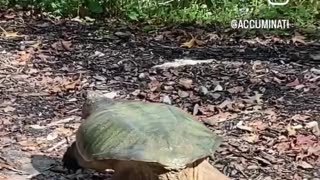 I saved a 2 feet long snapping tortoise from being killed