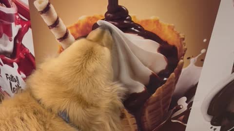 Golden Pup Licks Ice Cream Advertisement