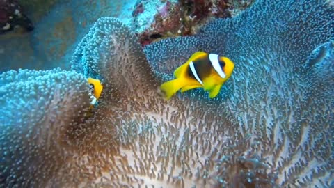 star clown fish among coral reefs