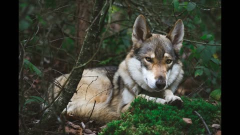 Why do dogs curl up while sleeping?