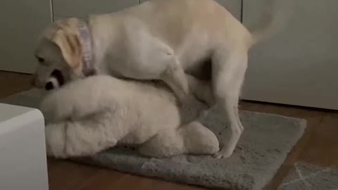 Perro lleno de amor