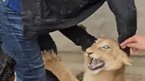 Dangerous Lion Cub Got His Medicans--🦁