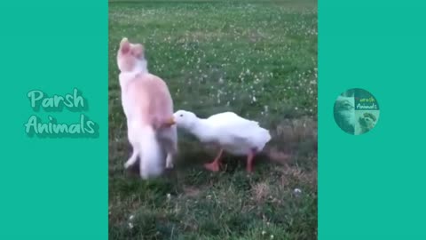 Funny animals - funny cats _dog - funny animal video