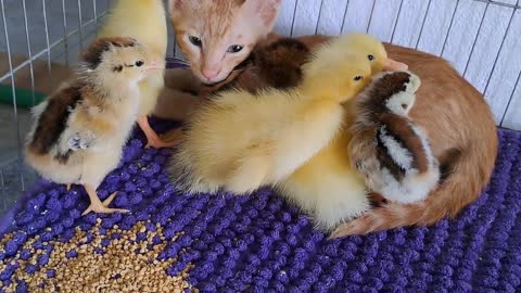 kittens and little chickens ducklings
