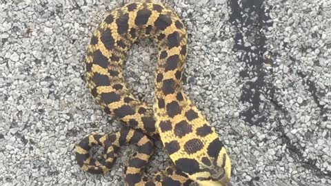 Hognose Snake in the Oak Openings