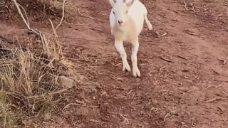 H5 Ranch's Miniature Goat Marathon: Dwarf Nigerian Babies on the Run