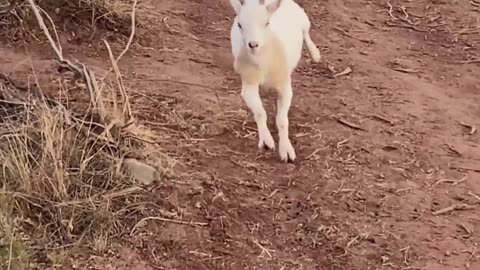 H5 Ranch's Miniature Goat Marathon: Dwarf Nigerian Babies on the Run