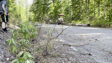 Golf cart pulling a dead tree out of the road