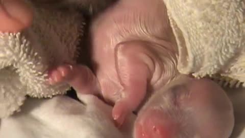 Astonishing Puppies Birth 7 2021: A Must Watch!