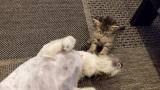 Dog and kitten becoming friends
