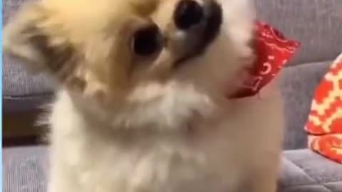 Cute dog funny reaction