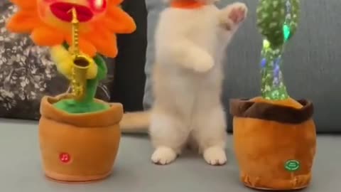 Funny Cat