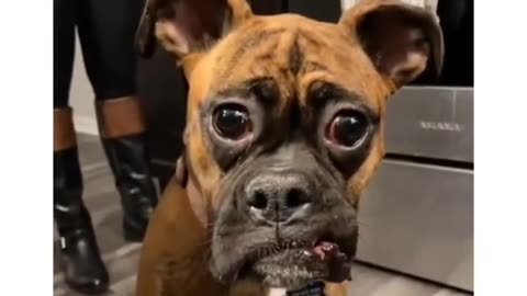 See the reaction when dog tries lemon