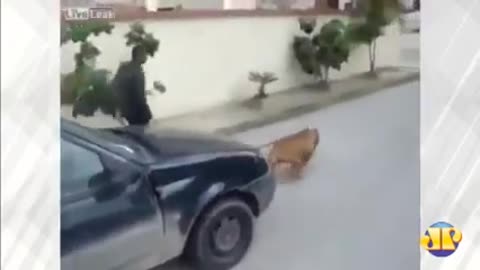Pitbull puxa carro na Tunísia é incrível