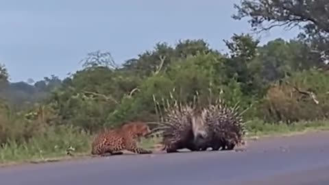 Tiger attack on Porcupine