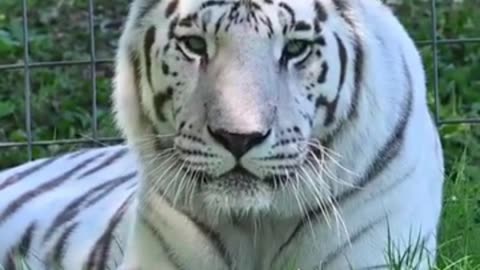The Big white tiger