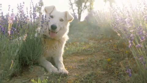 Dog Videos || Puppy Videos || Cute Pets || Pet Videos || Amazing Dogs || American Pet Lover