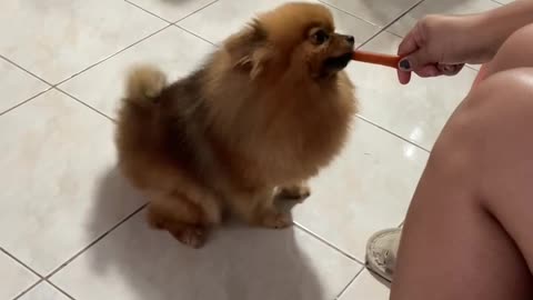 Our Pomeranian Dog