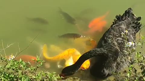 Goose feeding fishes