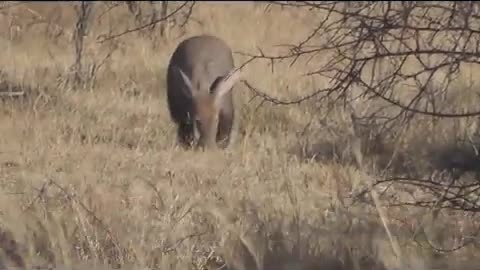 Aardvark - Ant Bear