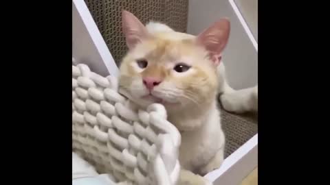 Cute Cats Compilation