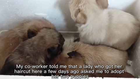 5 Abandoned Puppies Were Sent To The Barber Shop By Kind Old People, They Were Saved