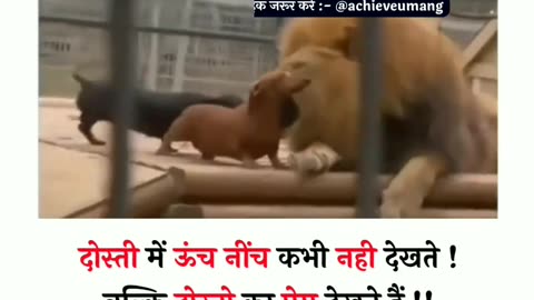 Animals short video doggy lover friendships