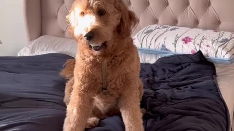 Cute gold doodle wants to play but be afraid of strangers
