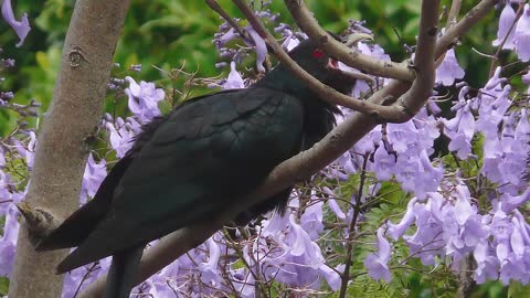 [AUDIO] Song of the Blue Cuckoo o Koel HQ in Australia | L'uccello più fastidioso del mondo