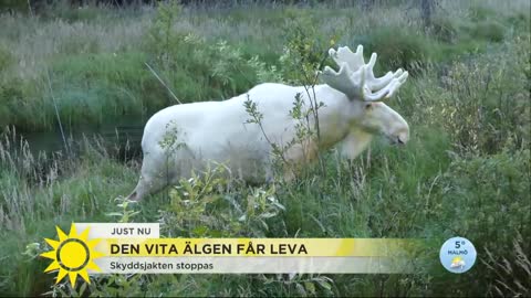 Vita älgen får leva – här badar den i bäcken - Nyhetsmorgon (TV4)