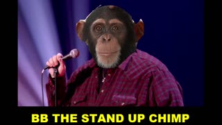 BB THE STAND UP CHIMP .