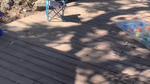 Bobcat taking a bath