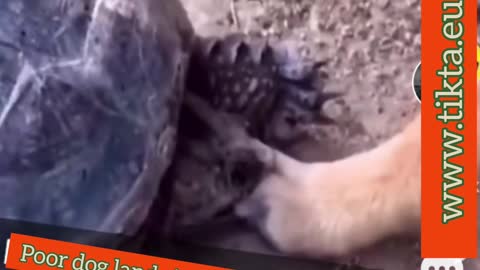 Poor dog stuck in the tortoise's jaws expresses extreme fear