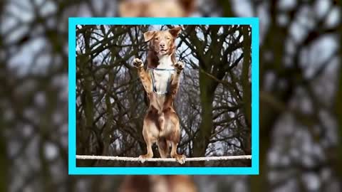 10 Best Trained & Disciplined Dogs in the World!