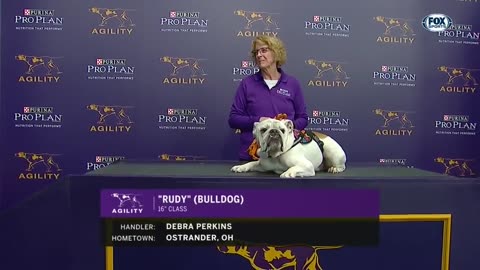Rudy the bulldog